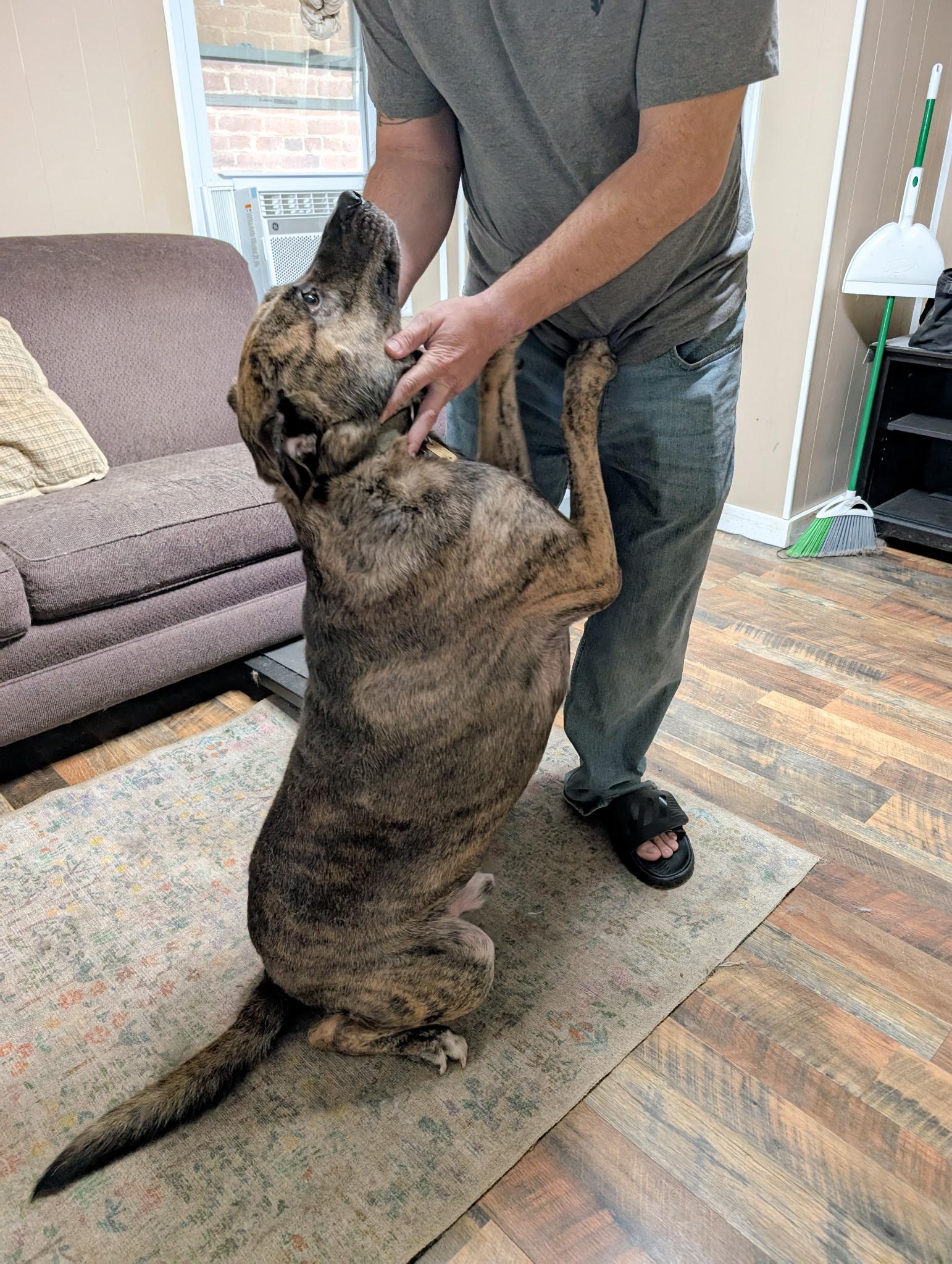 Enlarge ARLO, a Adoptable mixed breed in Middletown, NY image 5/6