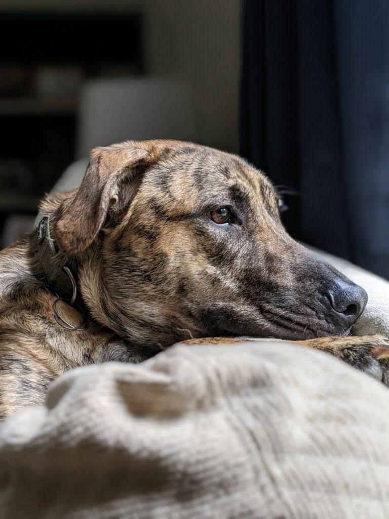 Enlarge ARLO, a Adoptable mixed breed in Middletown, NY image 6/6