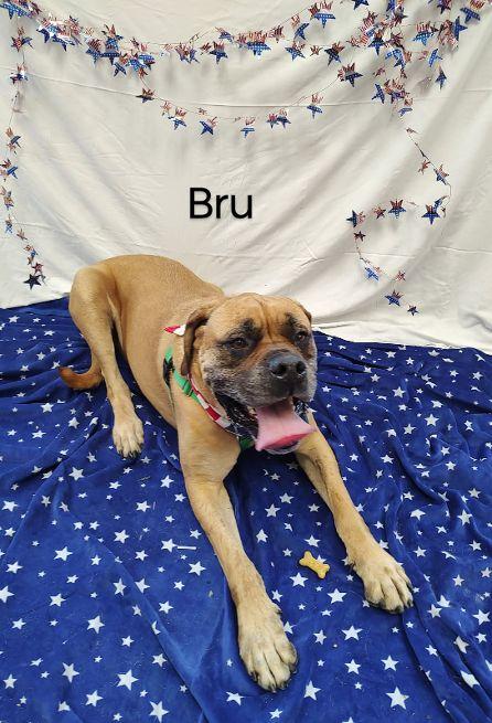Enlarge Bru, a Adoptable mixed breed in Cape May Court House, NJ image 3/5
