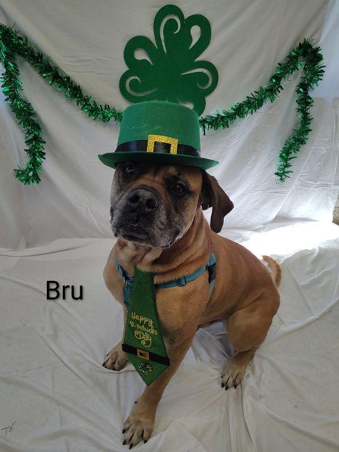 Enlarge Bru, a Adoptable mixed breed in Cape May Court House, NJ image 1/5
