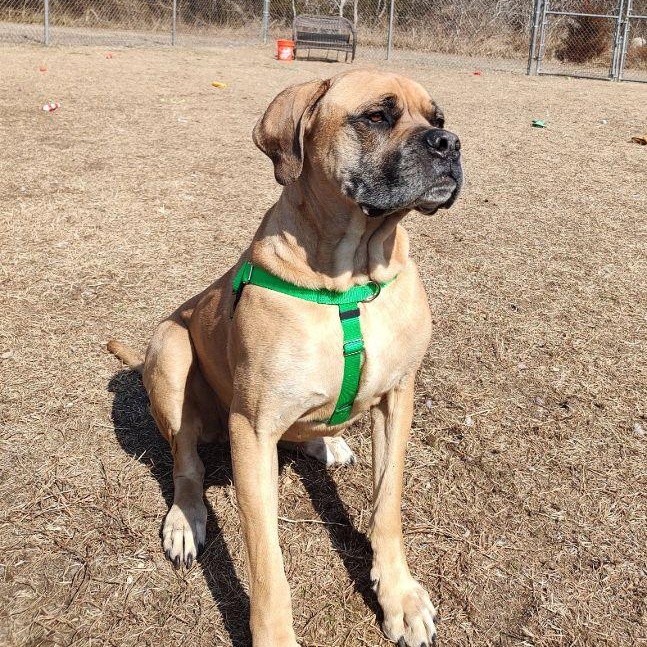 Enlarge Bru, a Adoptable mixed breed in Cape May Court House, NJ image 4/5