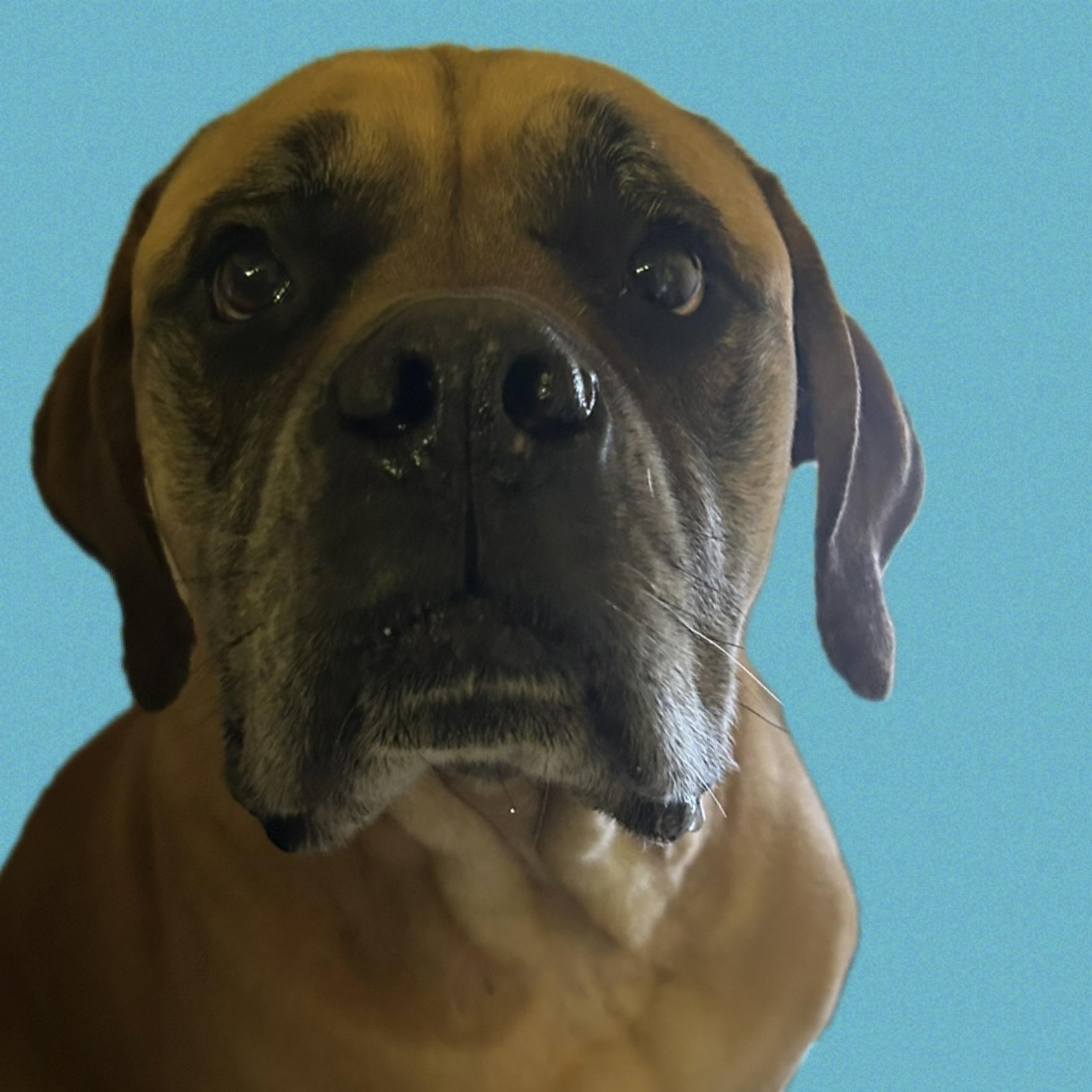 Enlarge Bru, a Adoptable mixed breed in Cape May Court House, NJ image 2/5