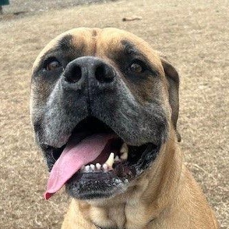 Enlarge Bru, a Adoptable mixed breed in Cape May Court House, NJ image 5/5