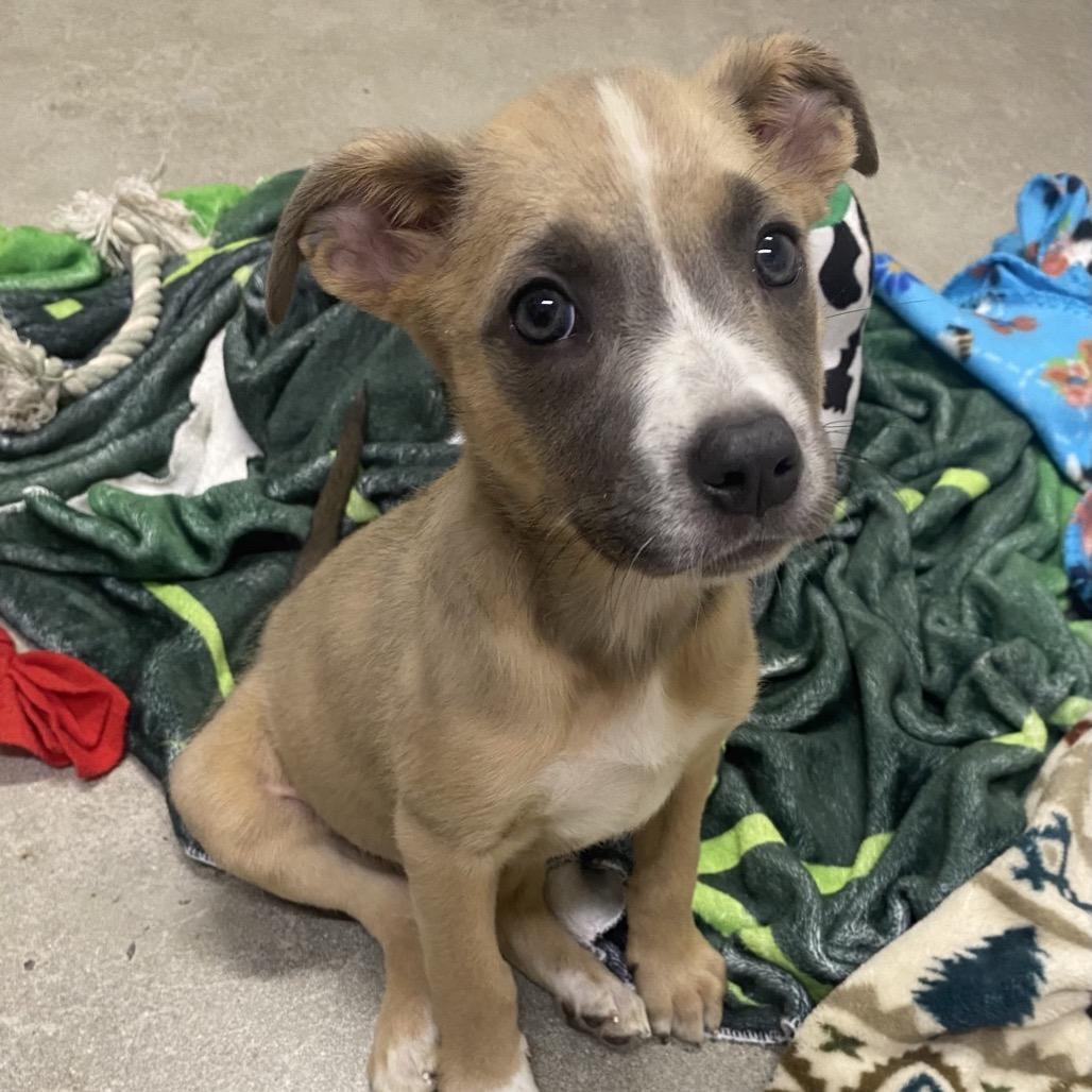 MAPLE, Adoptable, Puppy Female Terrier.