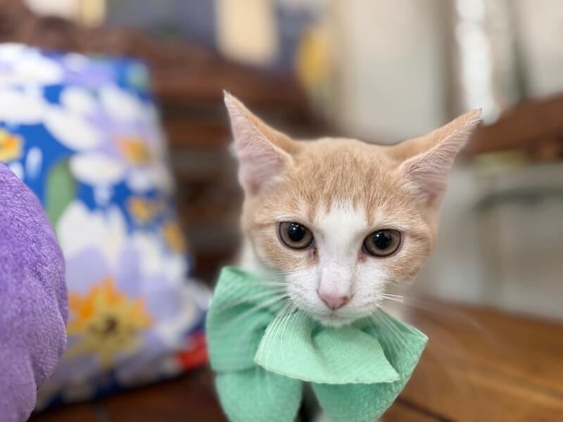 Rocket Guardians — thumbnail 4