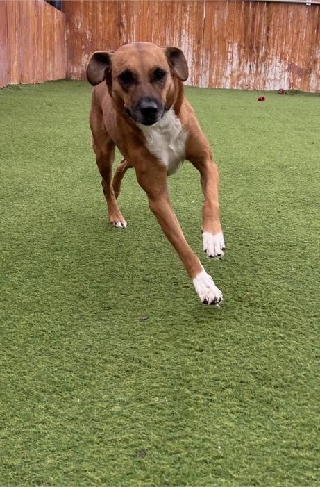 Grace, Adopted, Adult Female Hound.