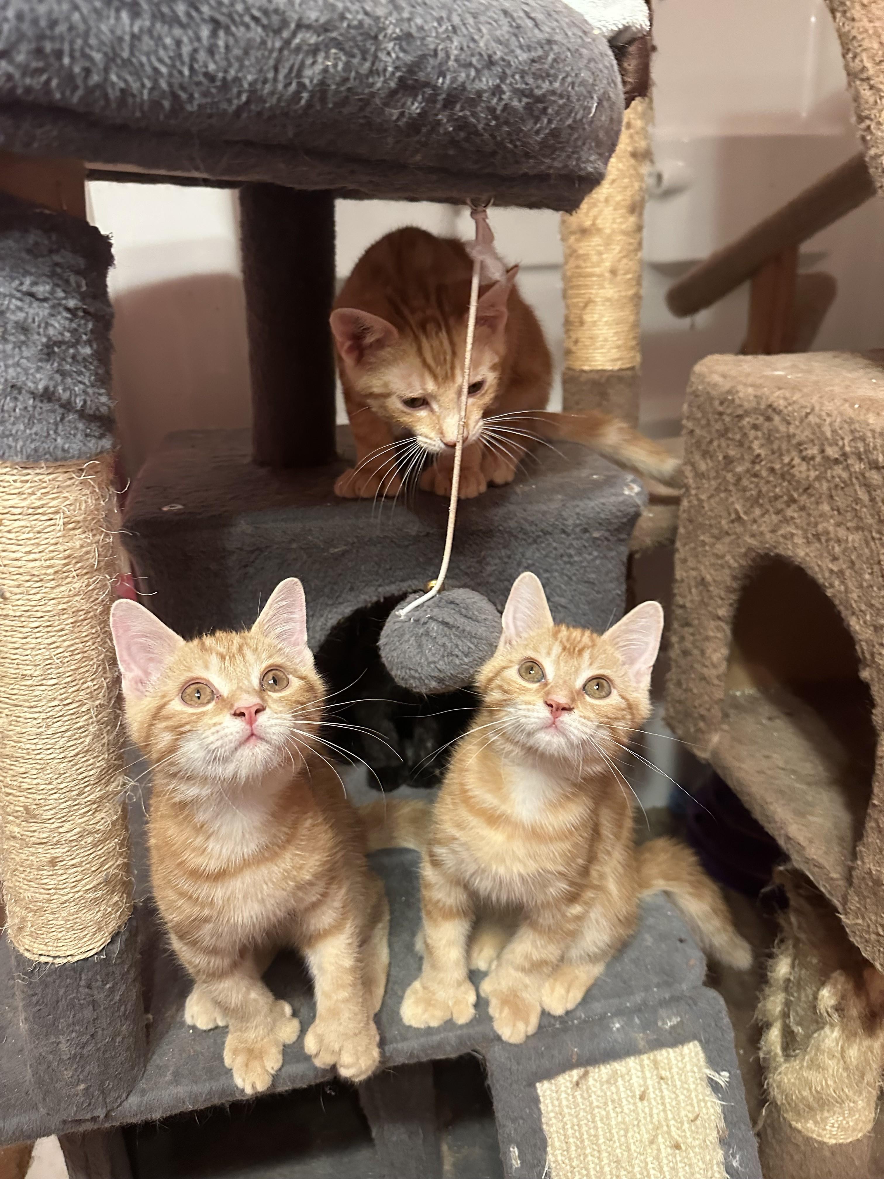 Messi, an adopted Domestic Short Hair in Albany, NY image 3/3