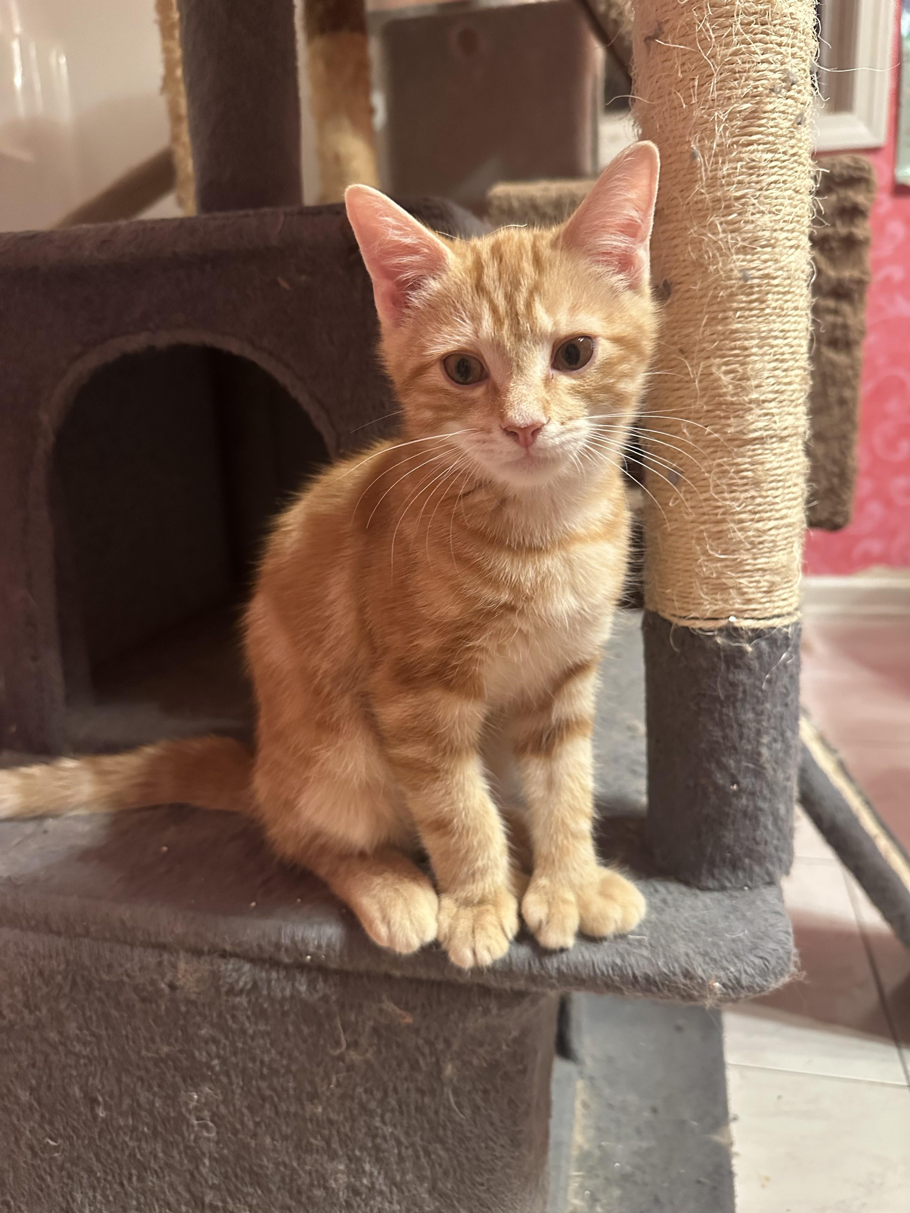 Messi, an adopted Domestic Short Hair in Albany, NY image 2/3