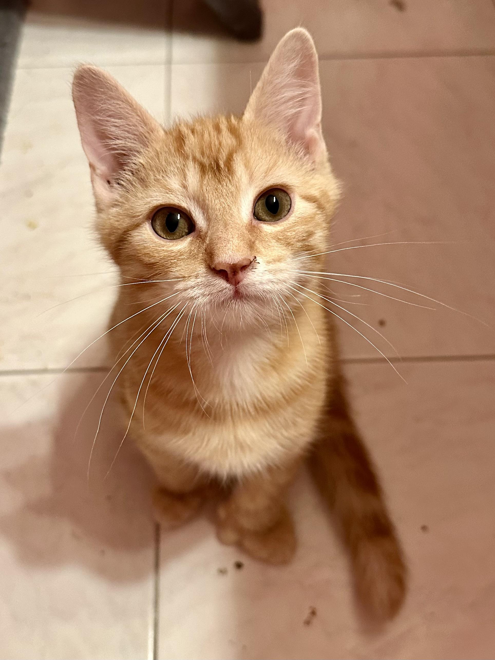 Messi, adopted, Kitten Male Domestic Short Hair.