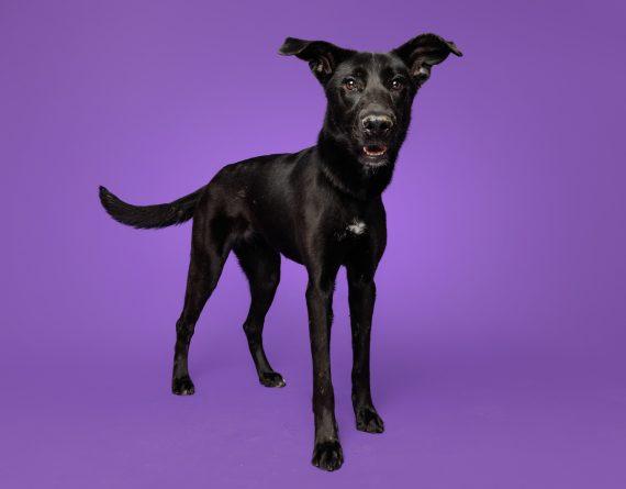 Laverne, Adopted, Adult Female Mixed Breed.