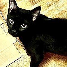 Sunny, Adoptable, Adult Female Domestic Short Hair.
