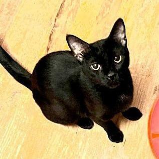 Enlarge Sunny, a Adoptable Domestic Short Hair in Greensburg, PA image 2/2