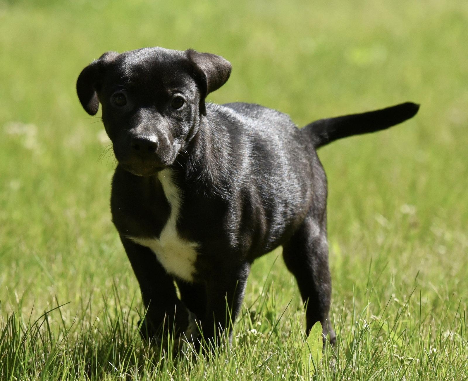 Olivia, Adoptable, Puppy Female German Shepherd Dog & Rottweiler.