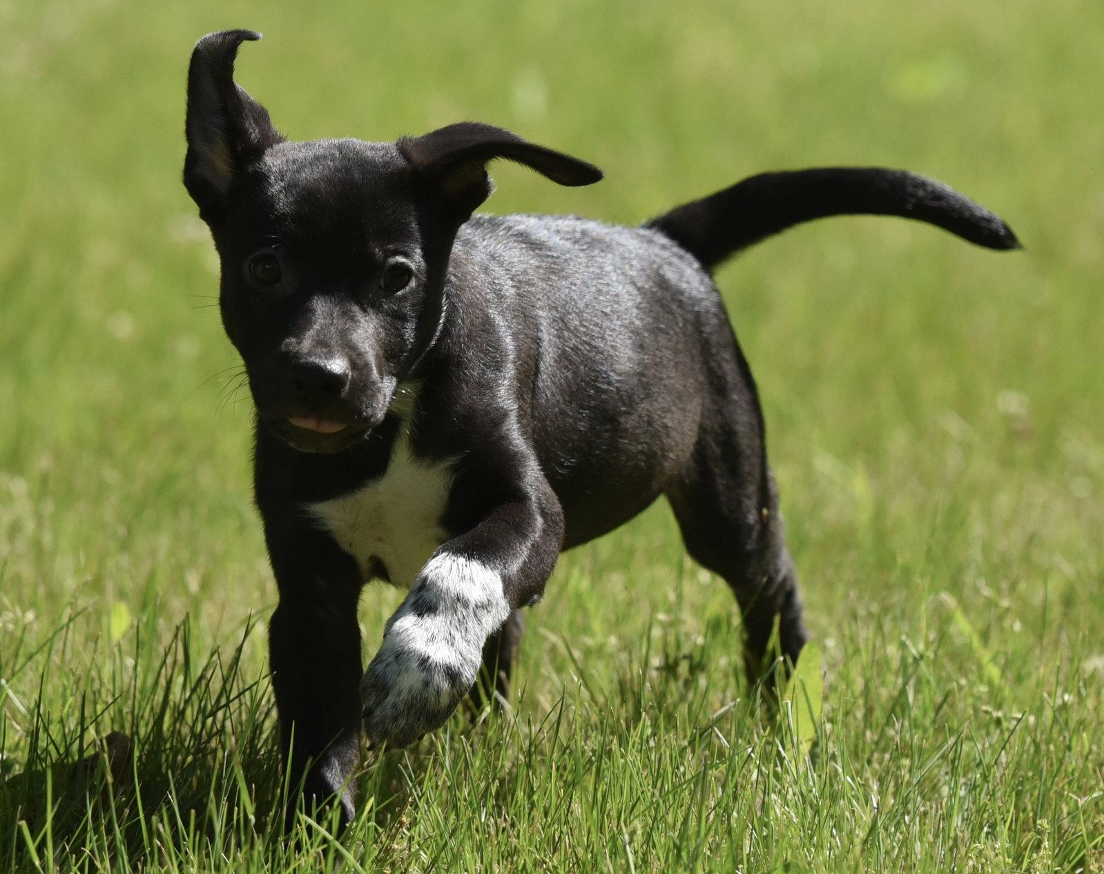 Enlarge Olivia, a Adopted mixed breed in Mechanicsburg, PA image 2/3