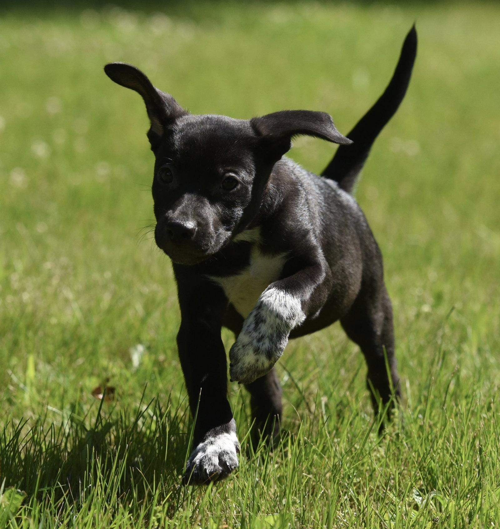 Enlarge Olivia, a Adopted mixed breed in Mechanicsburg, PA image 3/3