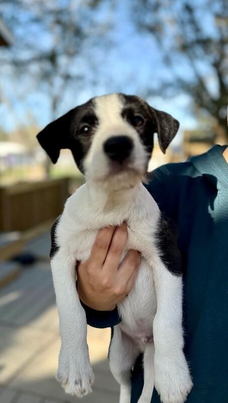 Tommy Scruffy — thumbnail 4