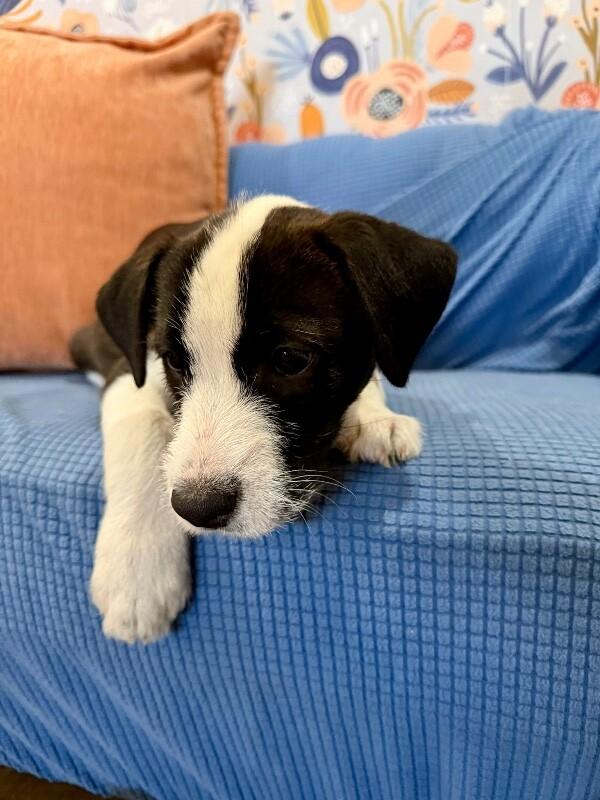 Tommy Scruffy — thumbnail 5