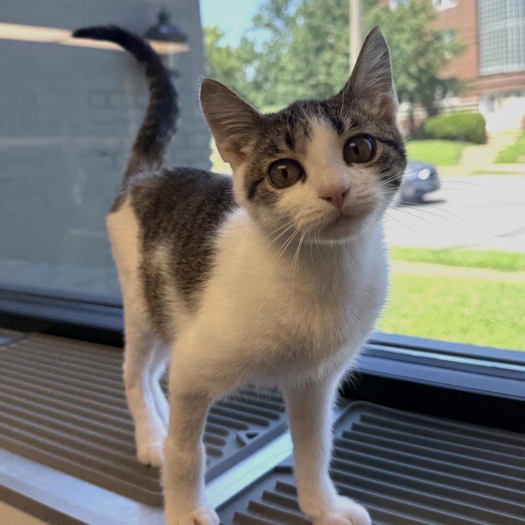 Anne, a Adoptable Domestic Short Hair in St. Louis, MO image 1/4