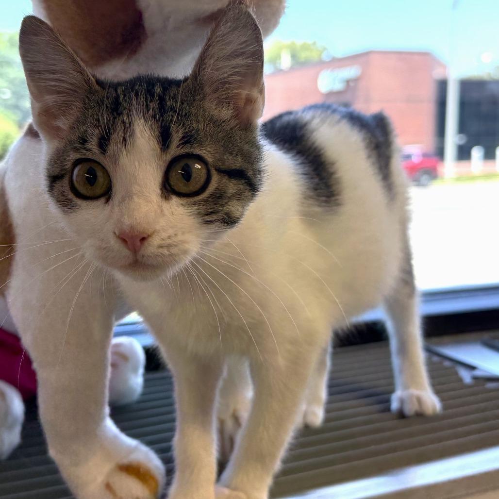 Anne, a Adoptable Domestic Short Hair in St. Louis, MO image 2/4