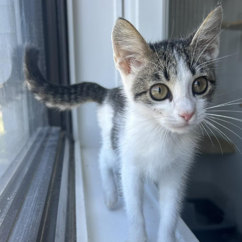 Anne, a Adoptable Domestic Short Hair in St. Louis, MO image 3/4