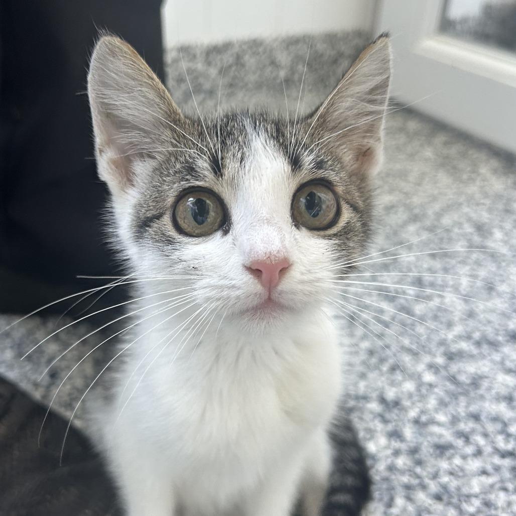 Anne, a Adoptable Domestic Short Hair in St. Louis, MO image 4/4
