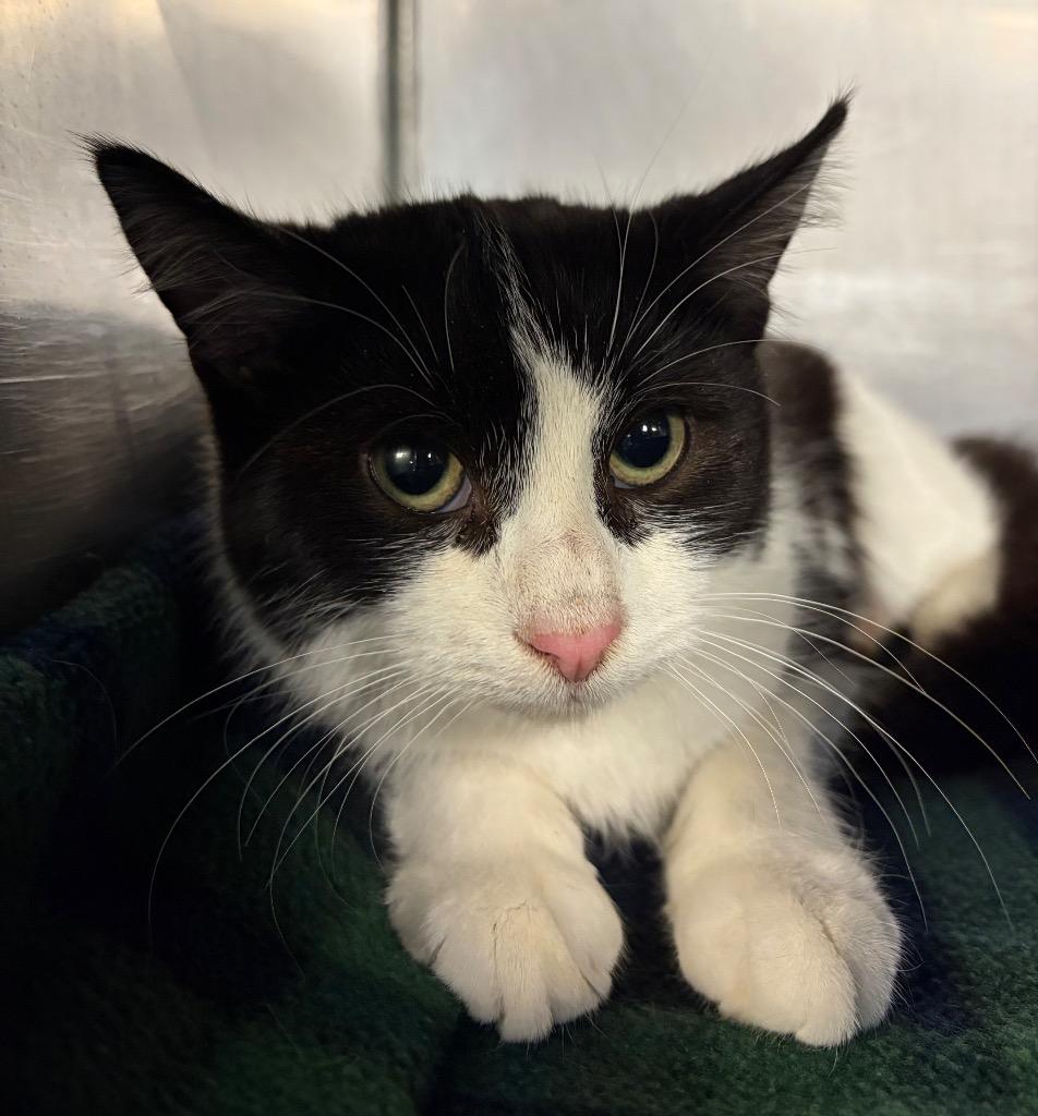 Winter (Barn), Adoptable, Young Female Domestic Short Hair.