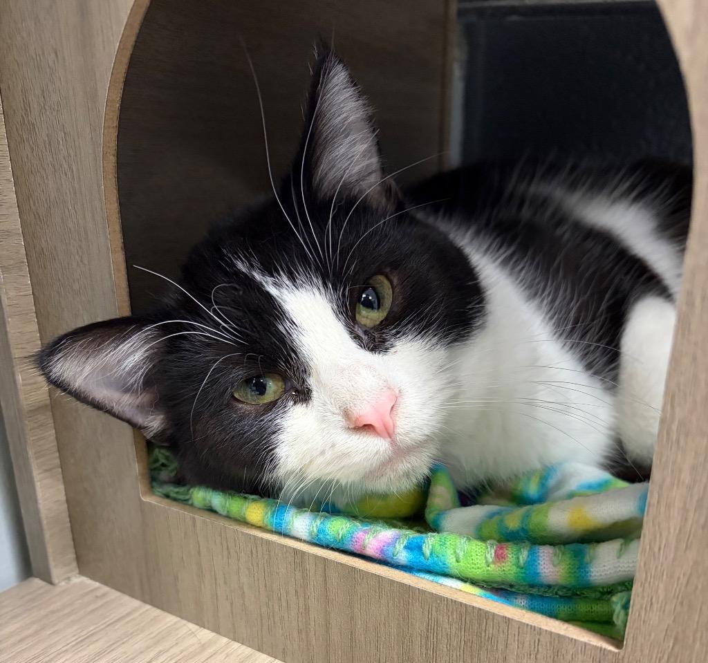 Winter (Barn), a Adoptable mixed breed in Huntington, IN image 2/2