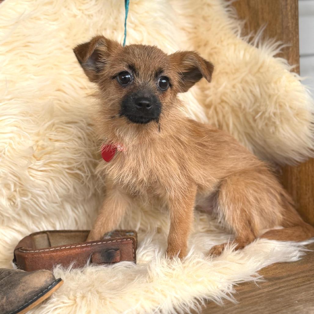 Enlarge PEACH, a Adoptable Terrier in Atco, NJ image 1/6