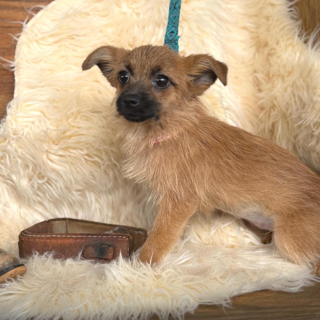 Enlarge PEACH, a Adoptable Terrier in Atco, NJ image 2/6