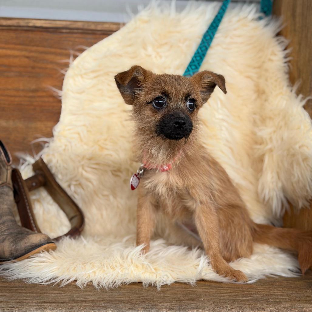 Enlarge PEACH, a Adoptable Terrier in Atco, NJ image 3/6