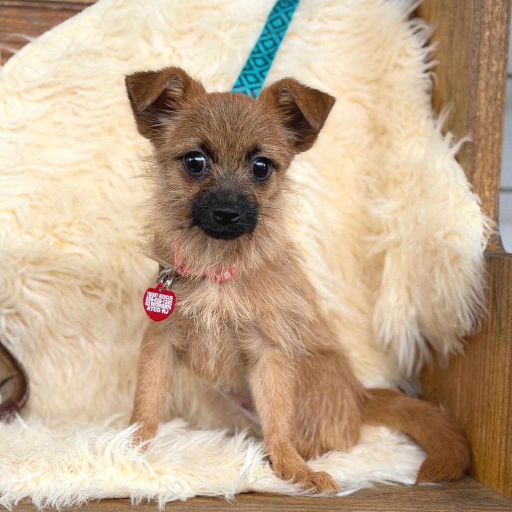 Enlarge PEACH, a Adoptable Terrier in Atco, NJ image 4/6
