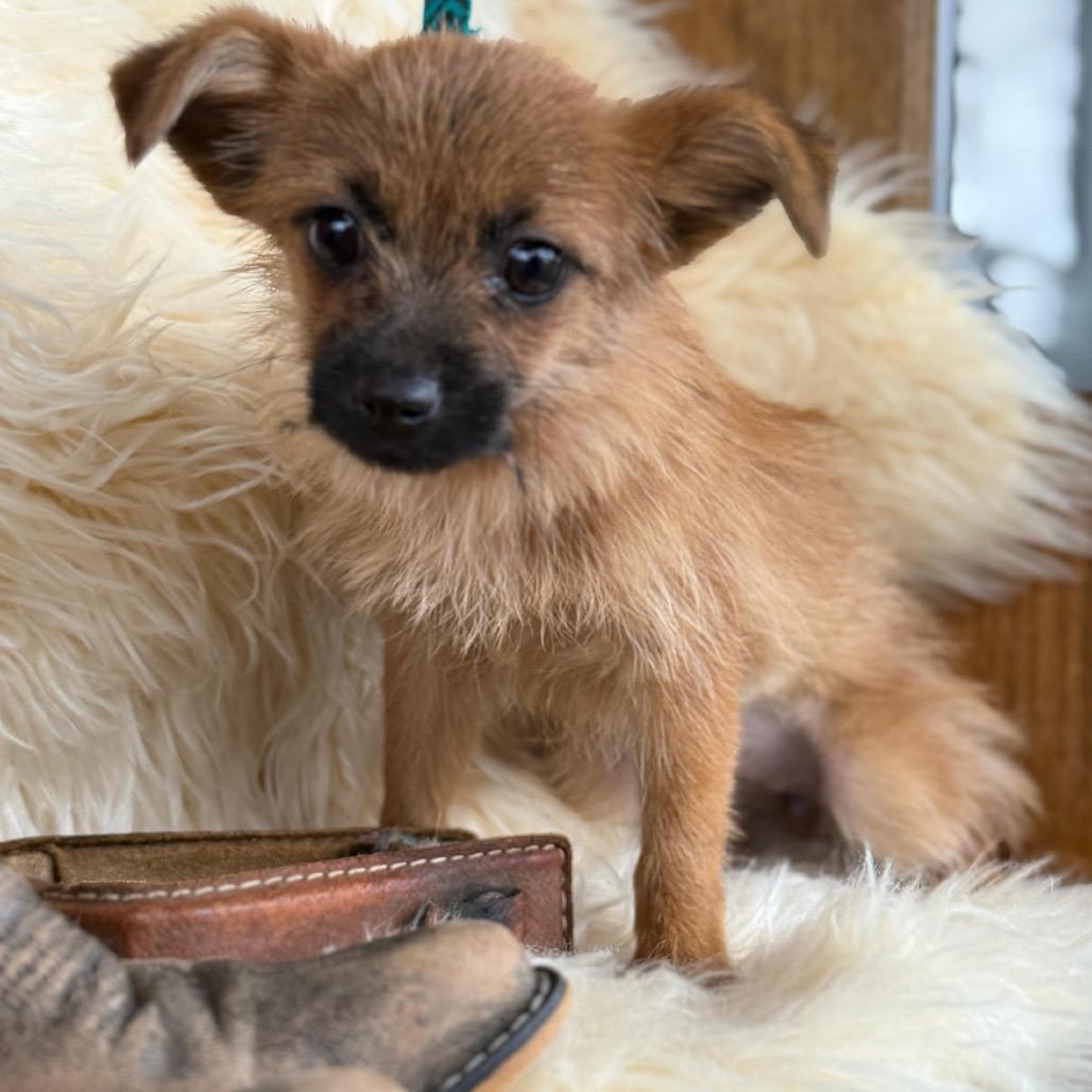 Enlarge PEACH, a Adoptable Terrier in Atco, NJ image 5/6