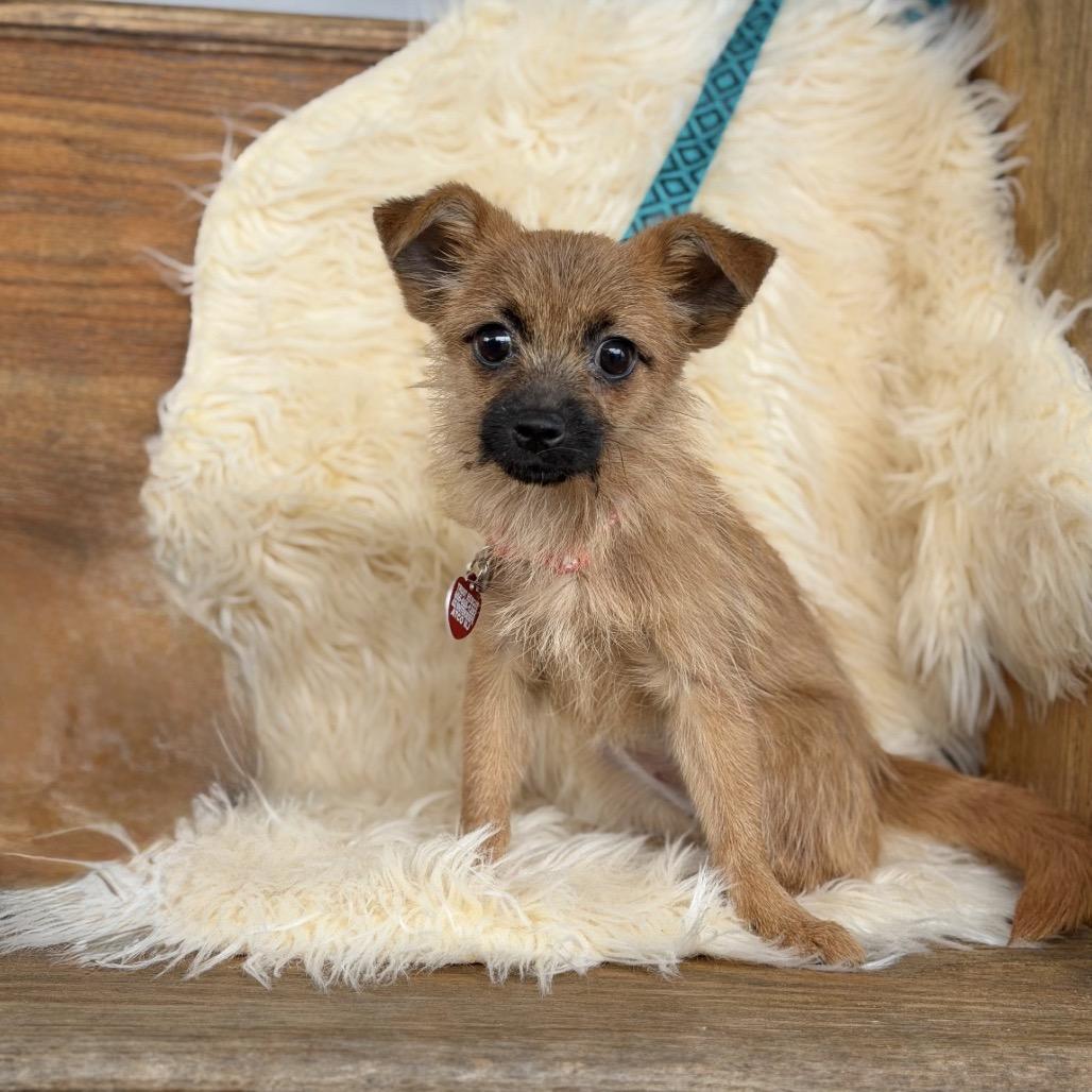 Enlarge PEACH, a Adoptable Terrier in Atco, NJ image 6/6