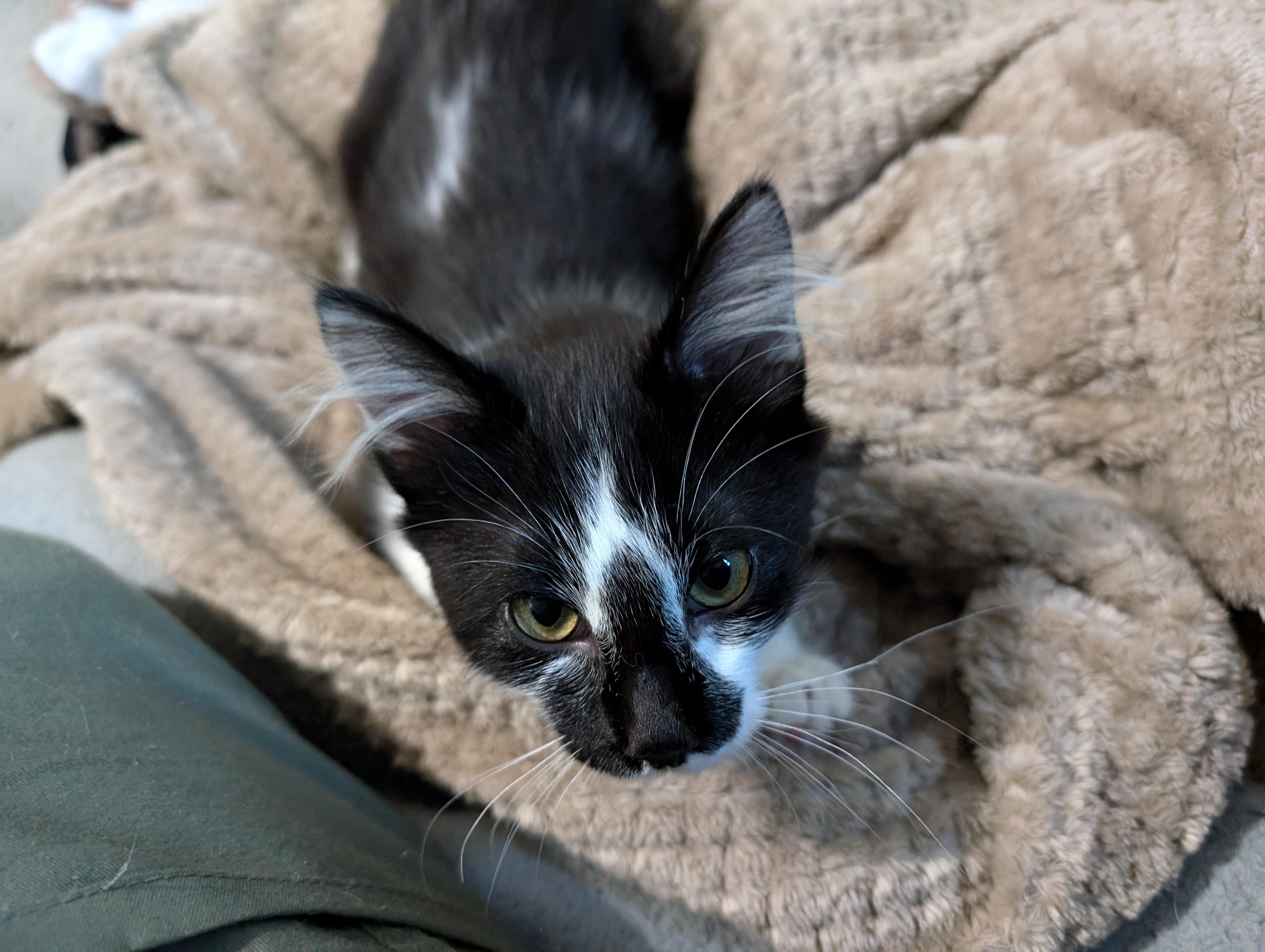 Jalapeno, Adopted, Young Male Domestic Long Hair.