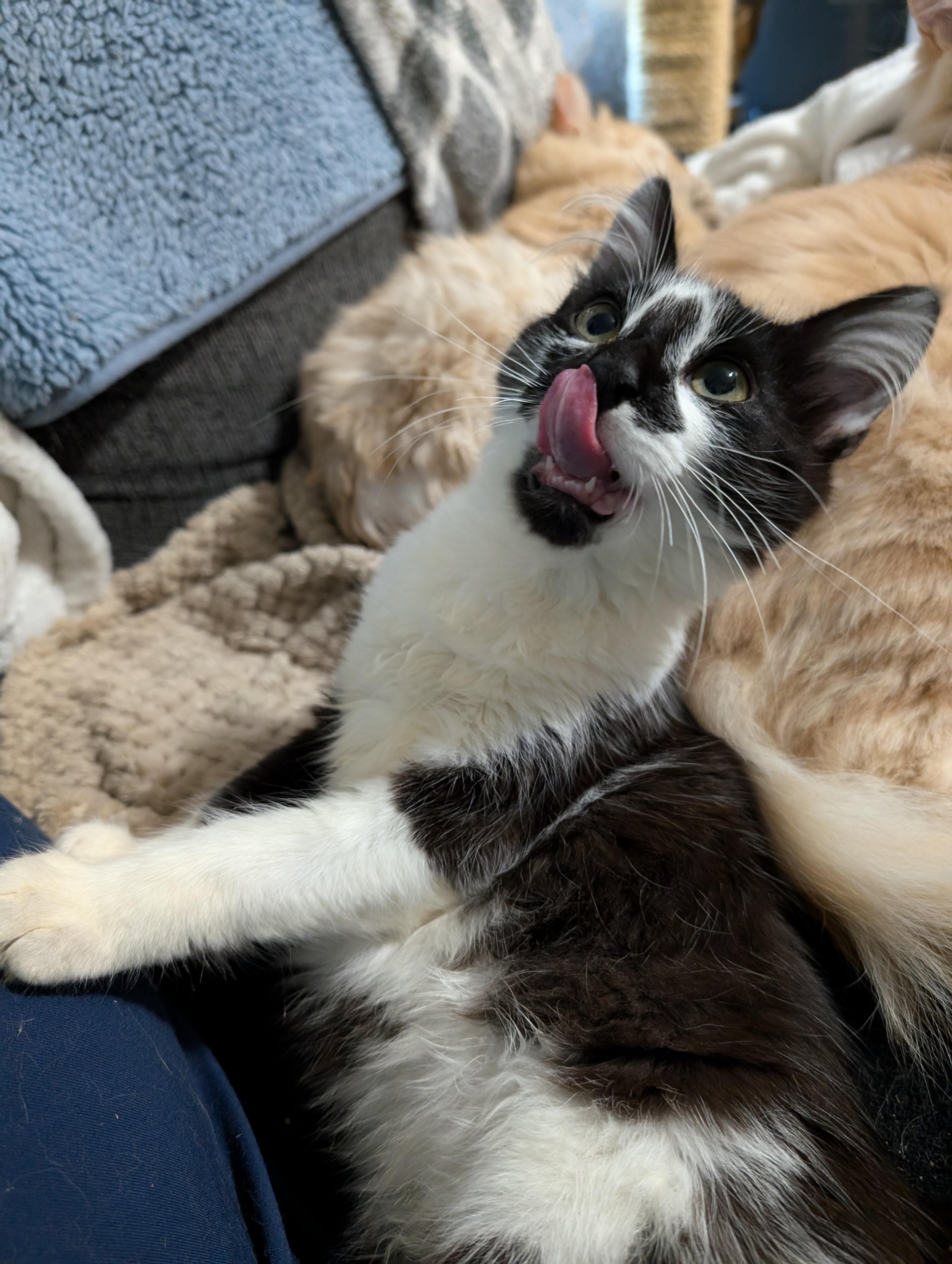 Jalapeno, a Adopted mixed breed in Cleburne, TX image 2/6