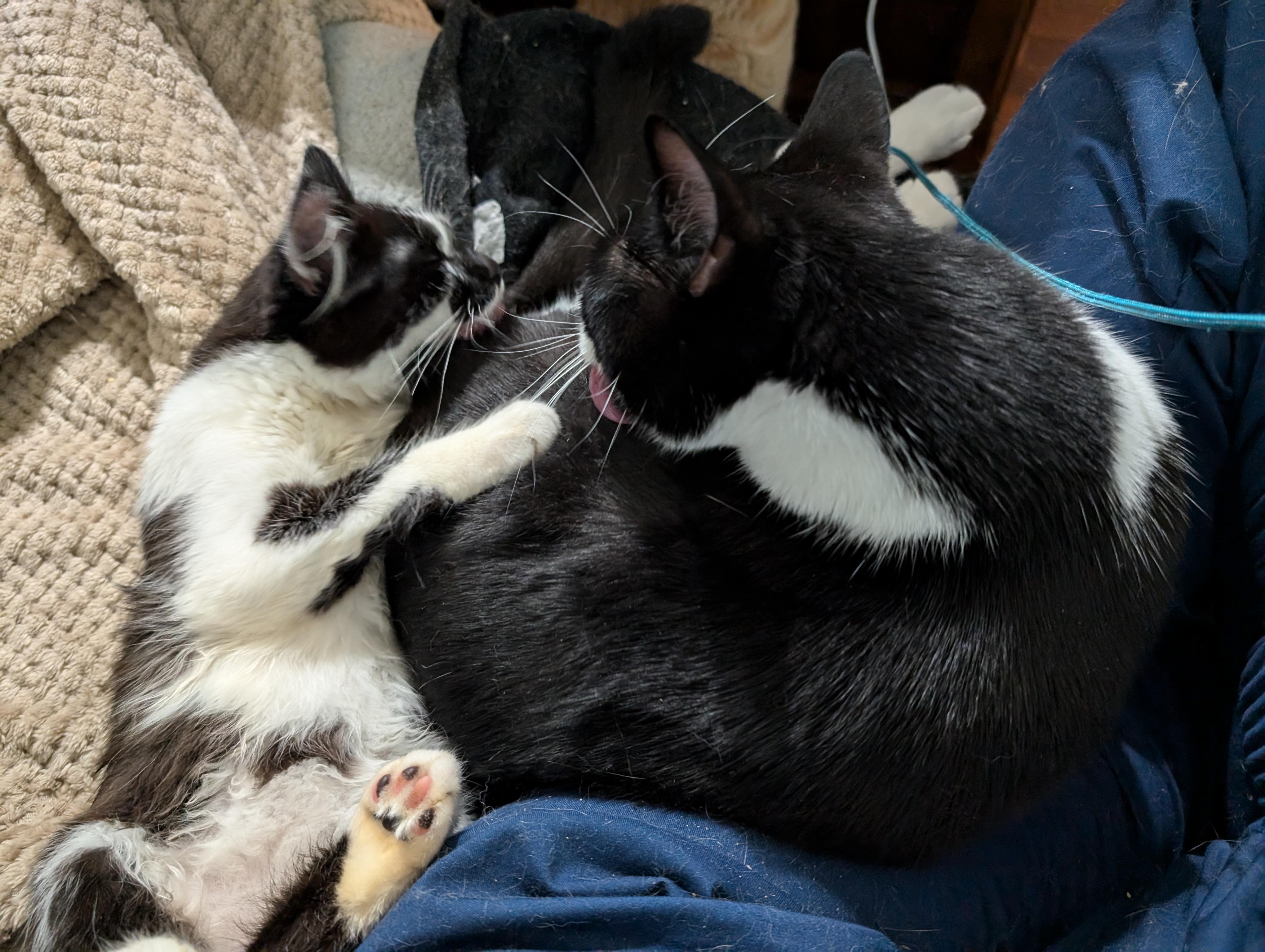 Jalapeno, a Adopted mixed breed in Cleburne, TX image 3/6