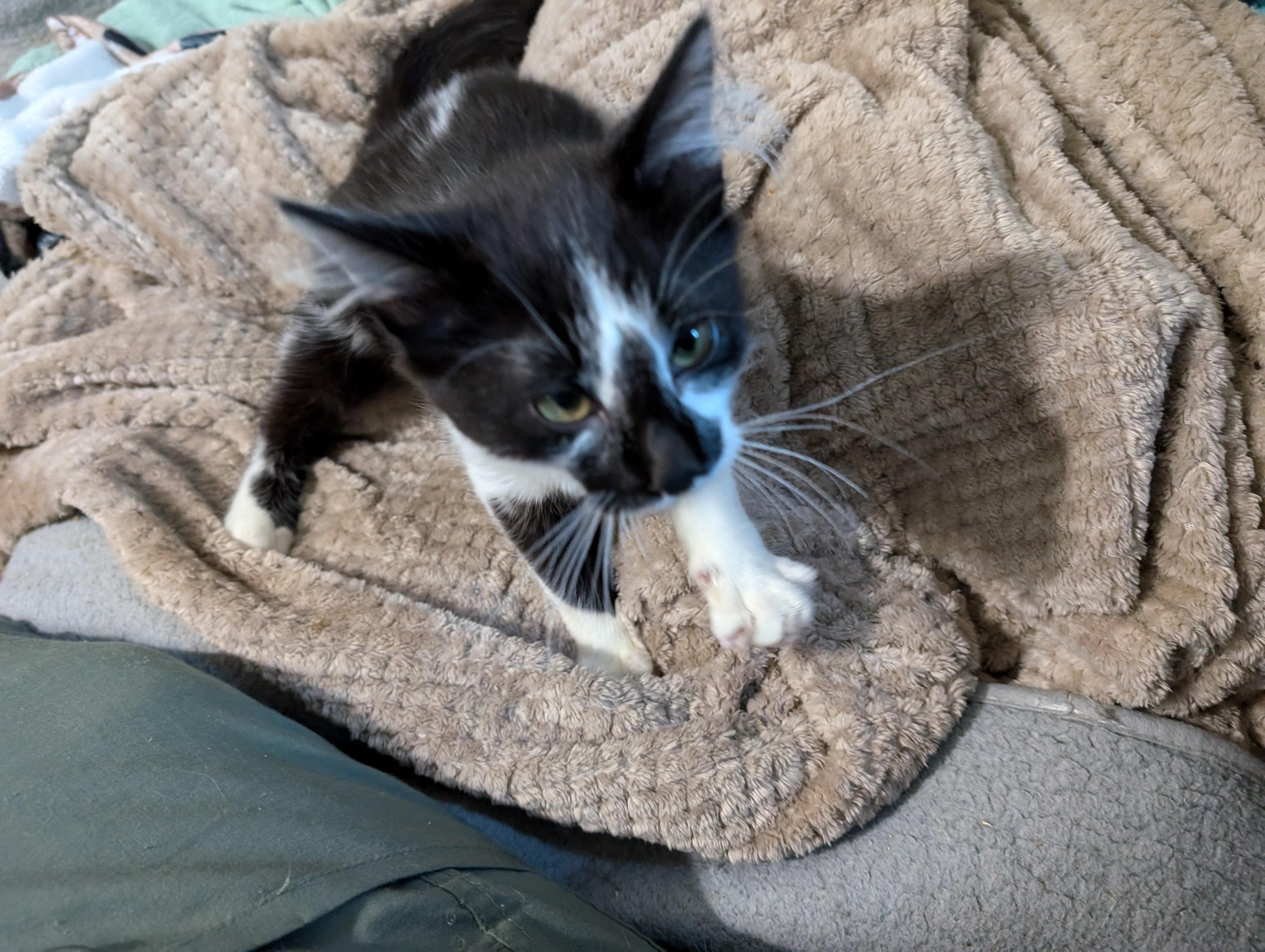 Jalapeno, a Adopted mixed breed in Cleburne, TX image 4/6