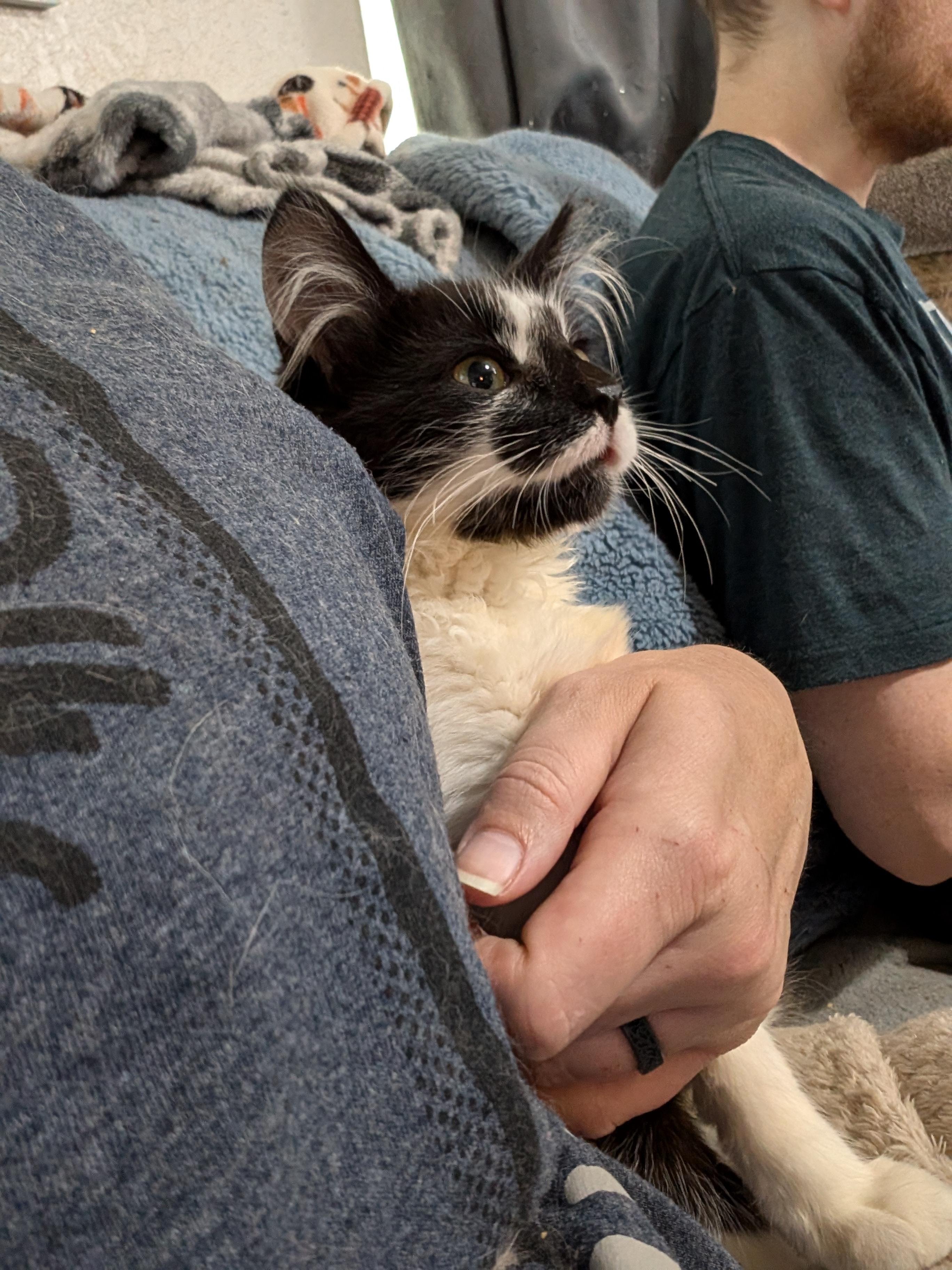 Jalapeno, a Adopted mixed breed in Cleburne, TX image 5/6