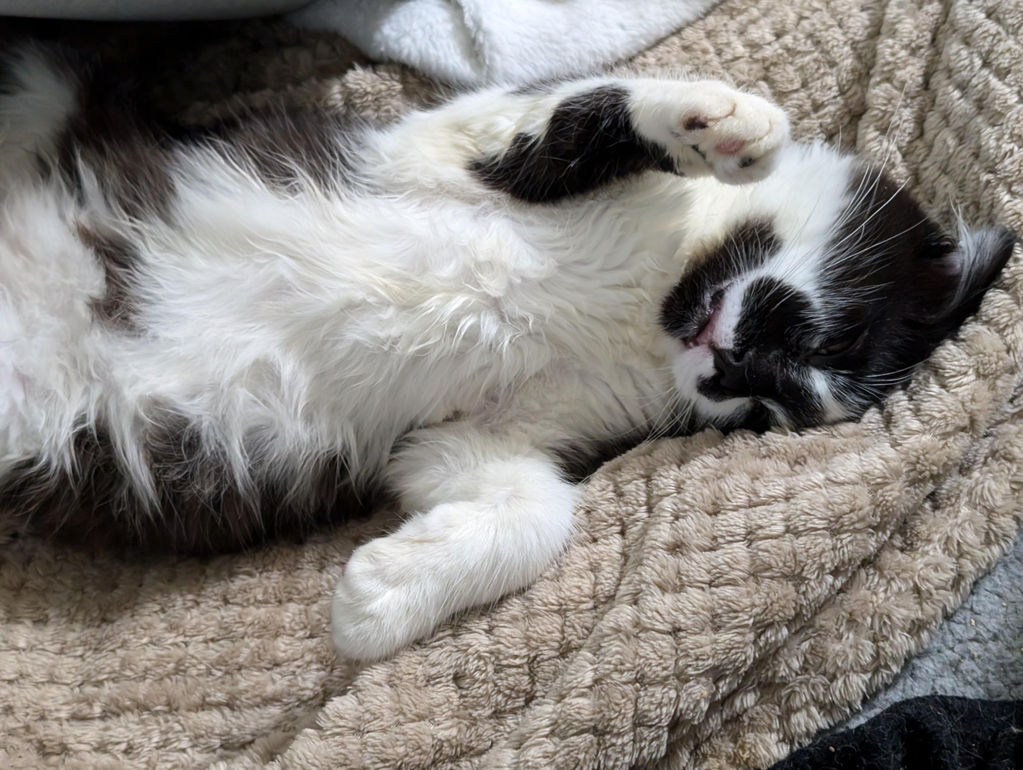 Jalapeno, a Adopted mixed breed in Cleburne, TX image 6/6