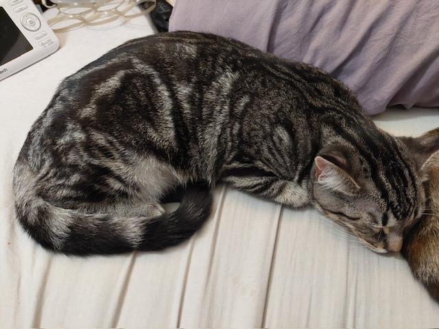 Maverick, a Adoptable Tabby in Midland, MI image 4/6