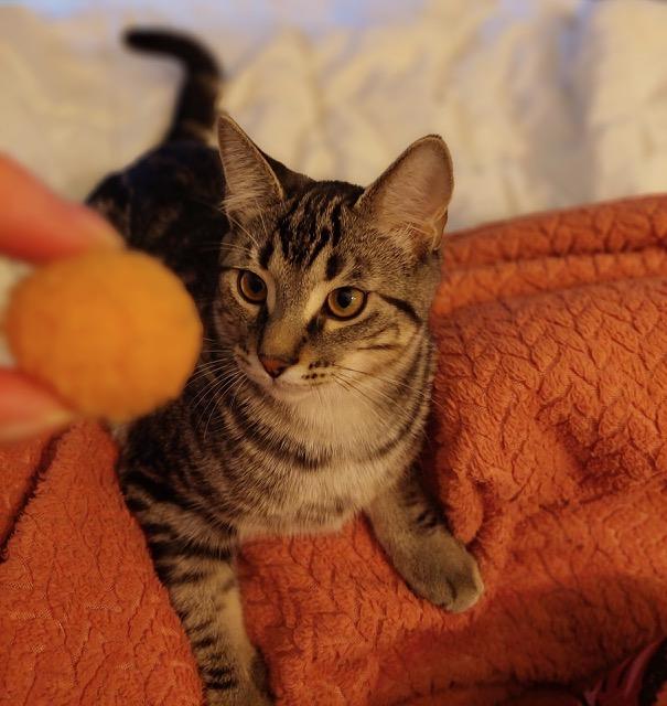 Maverick, a Adoptable Tabby in Midland, MI image 3/6