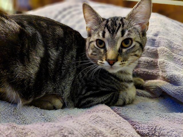Maverick, a Adoptable Tabby in Midland, MI image 5/6