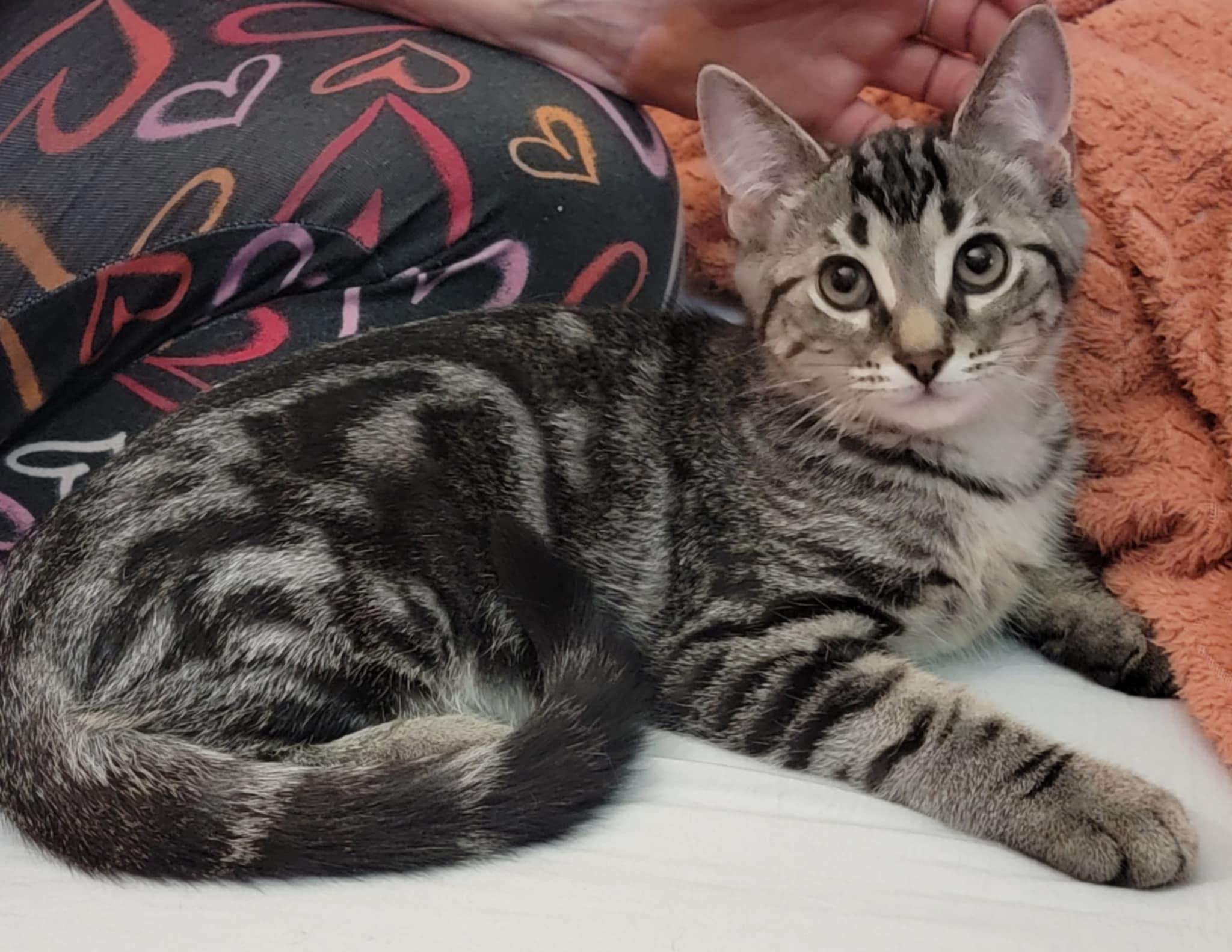 Maverick, Adoptable, Young Male Tabby.