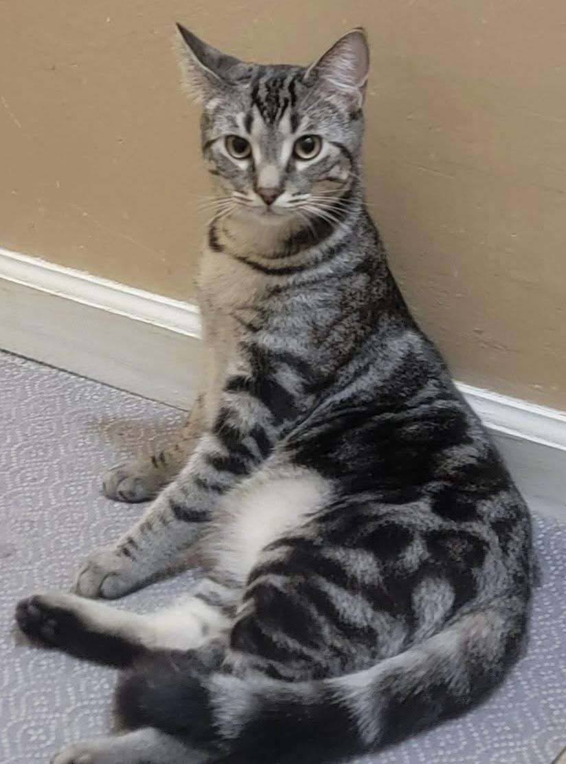 Maverick thumbnail 5