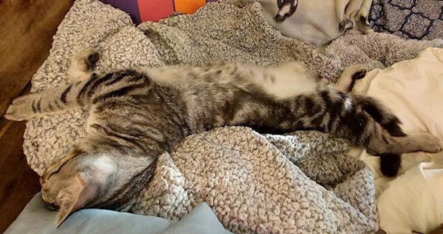 Maverick, a Adoptable Tabby in Midland, MI image 6/6