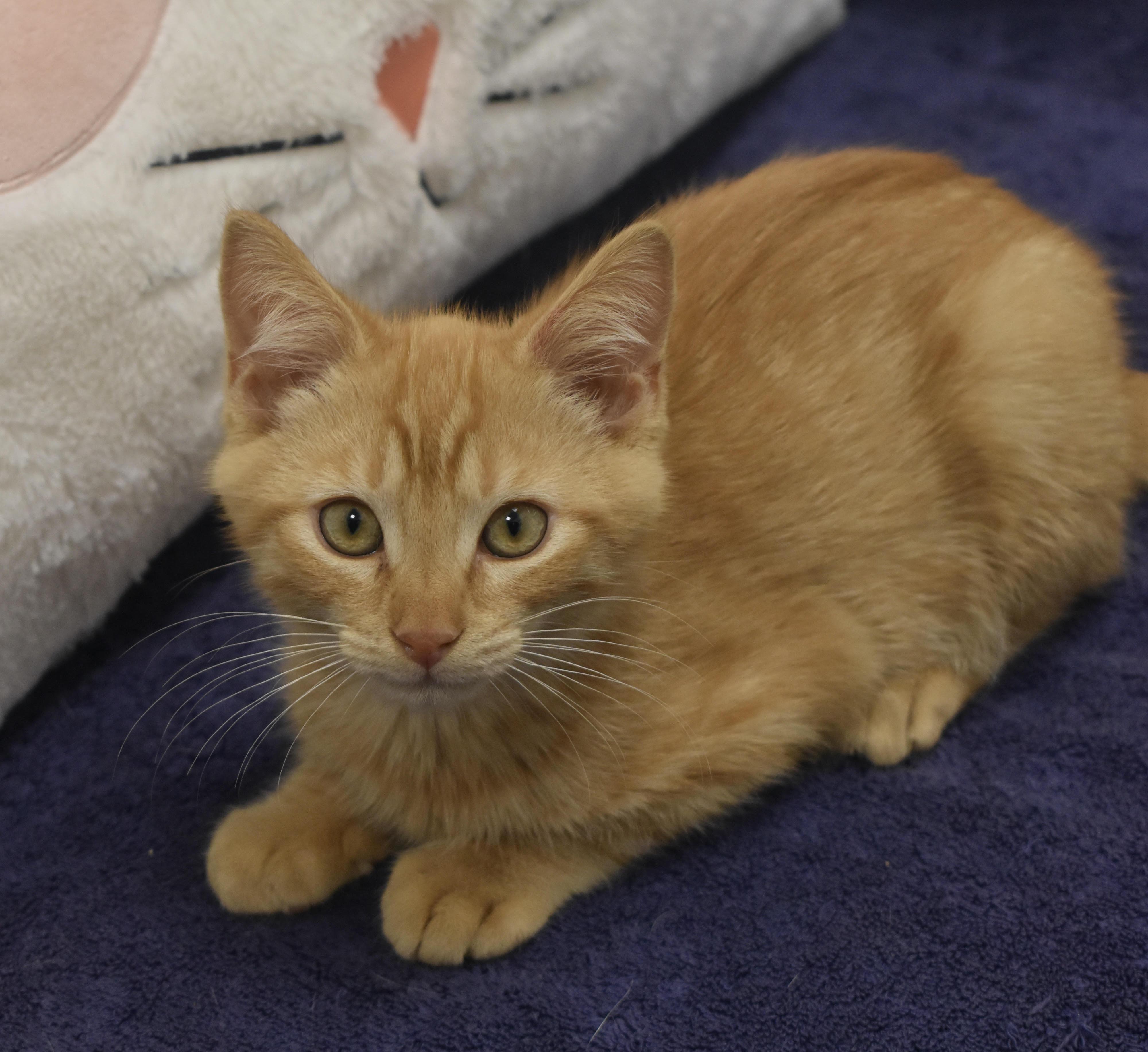 Gouda Wbrie thumbnail 4