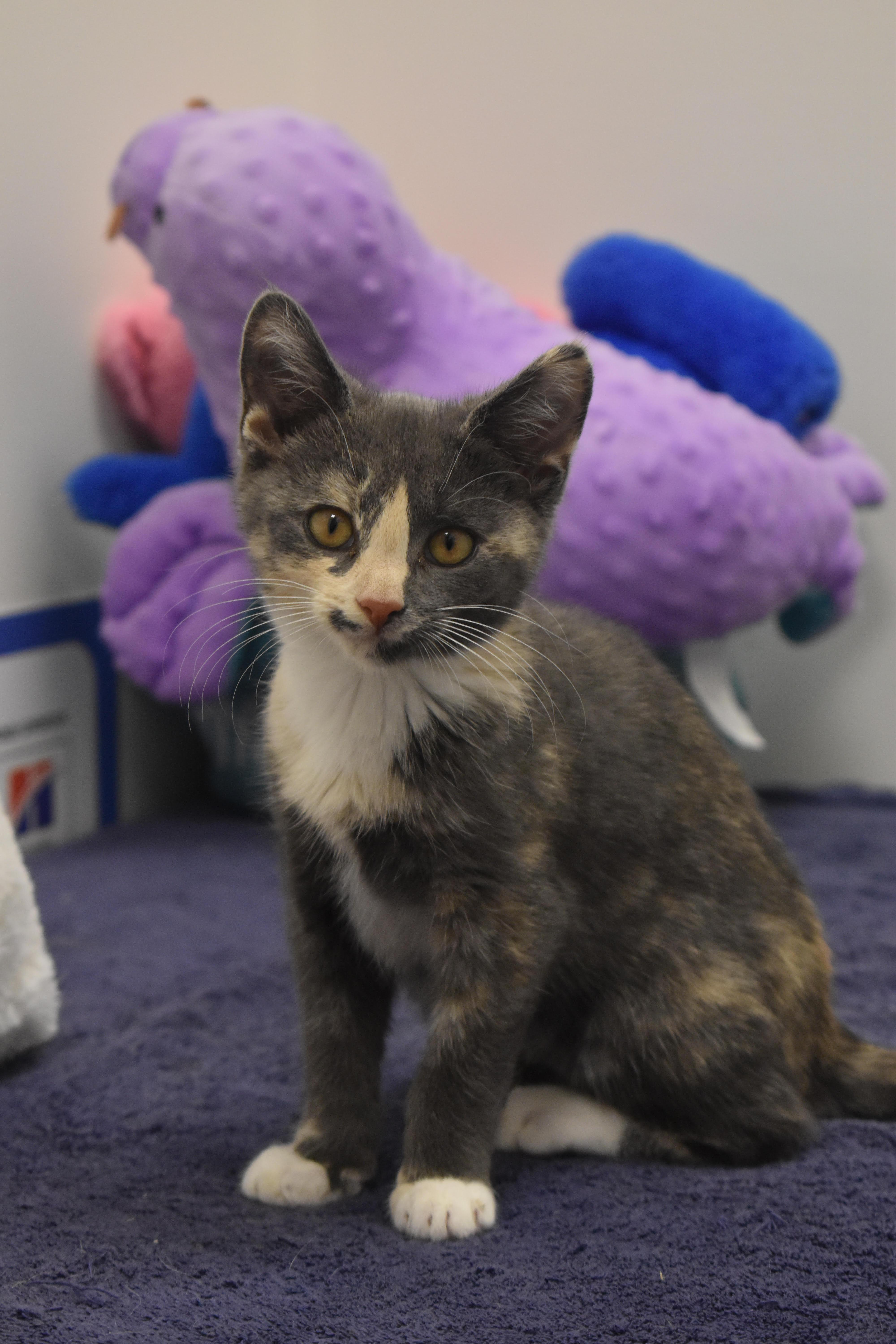 Gouda Wbrie thumbnail 3