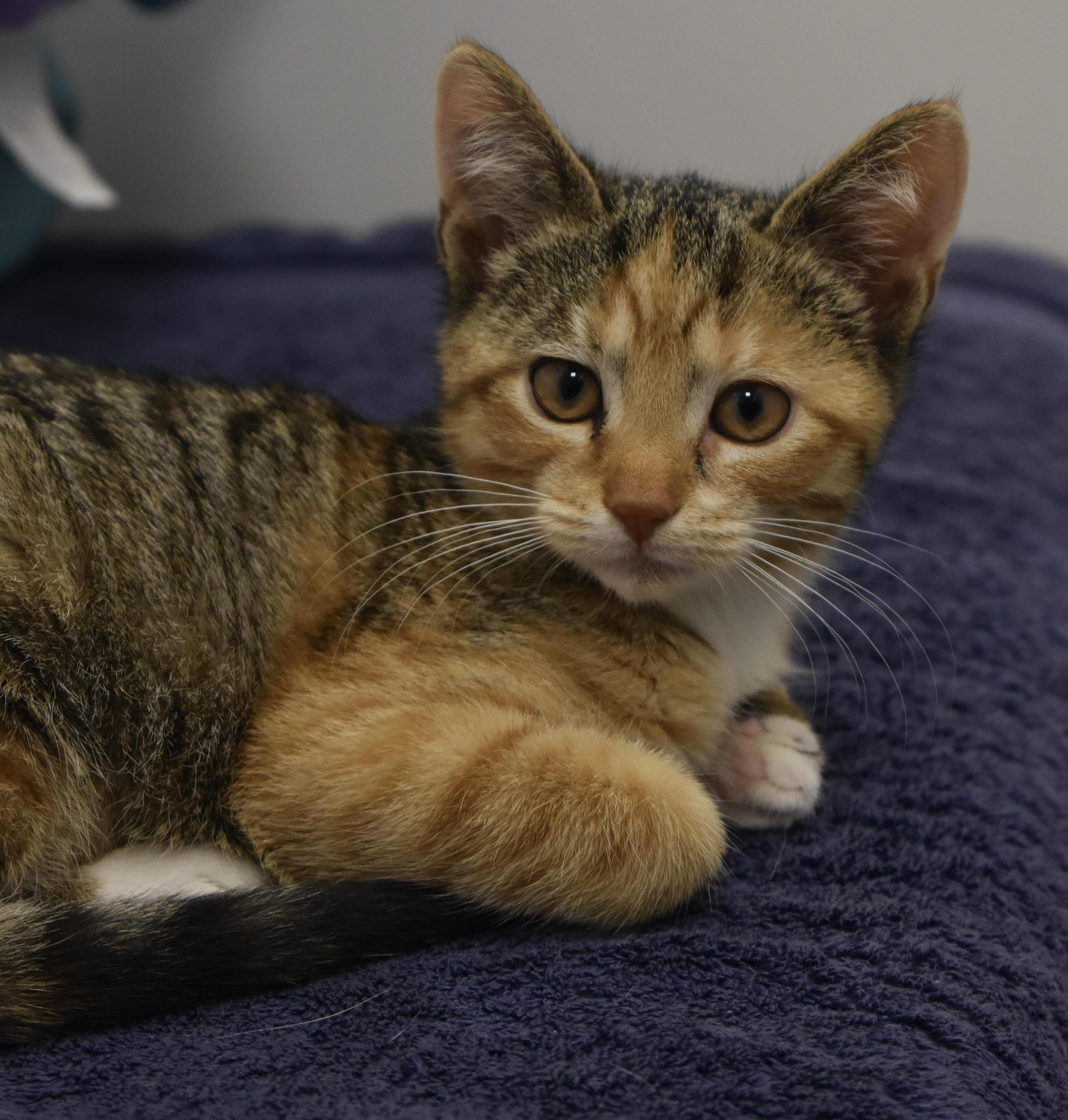 Gouda Wbrie thumbnail 2