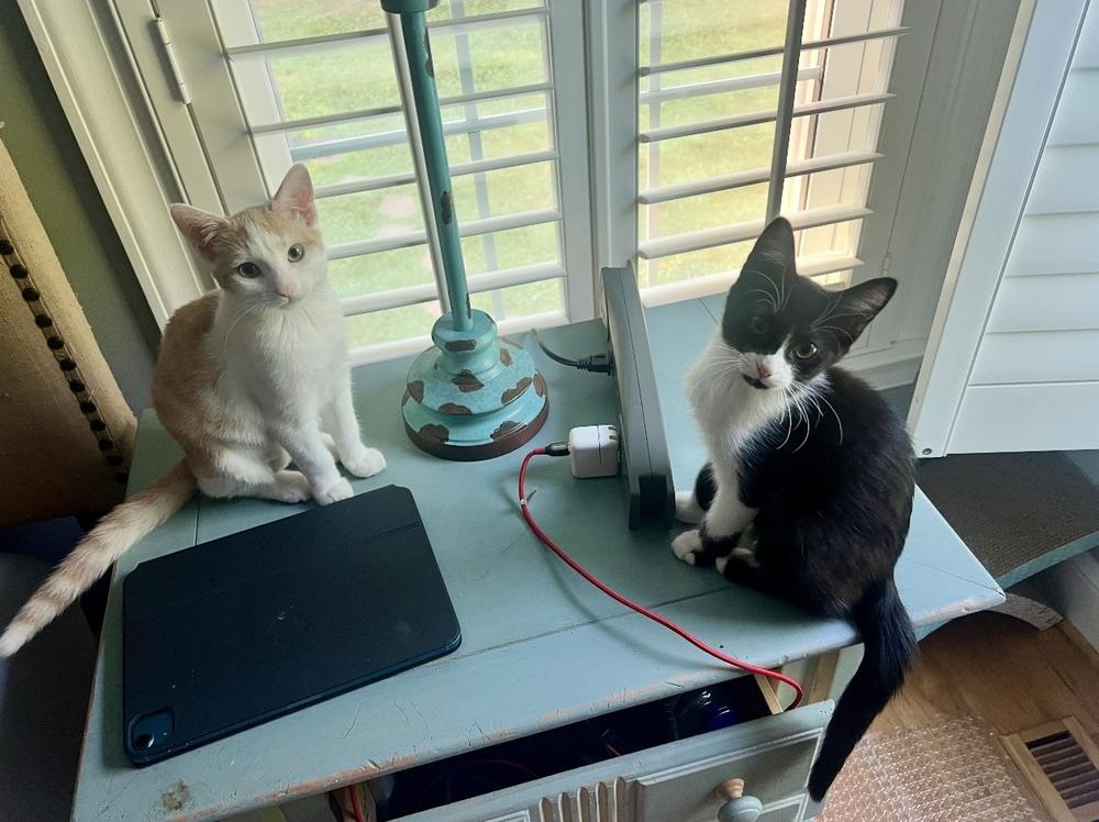 Aspen, a Adoptable Domestic Short Hair in Lake Wylie, SC image 1/6