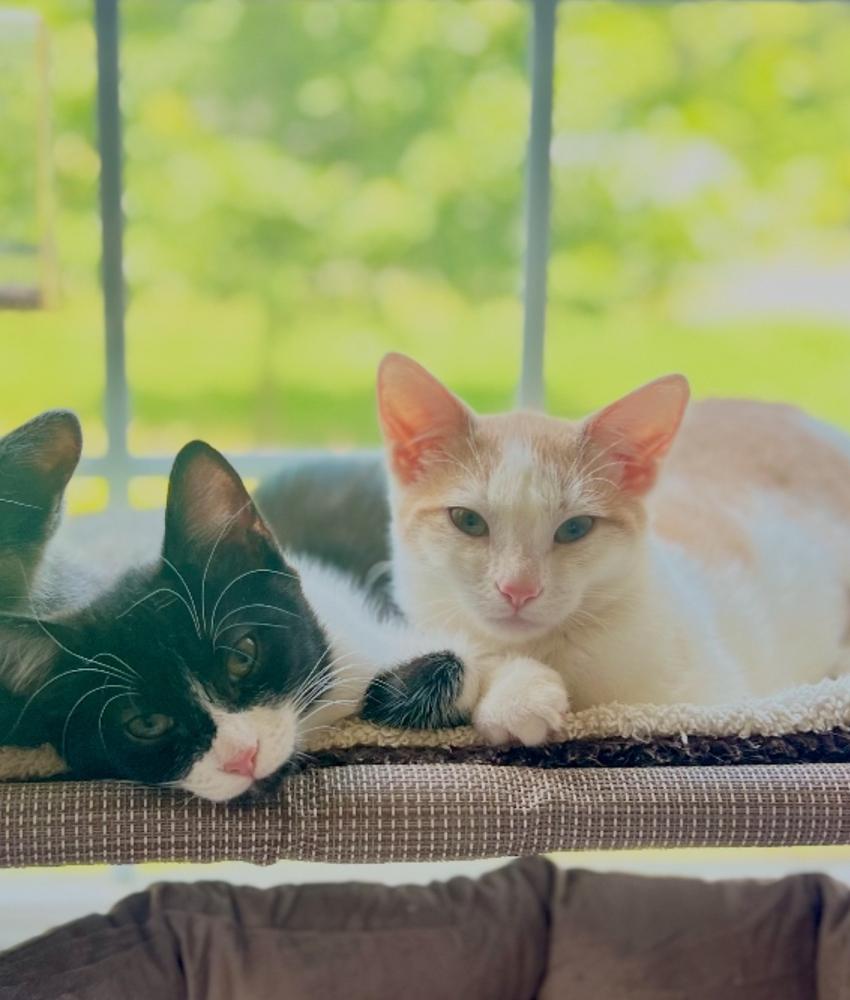 Aspen, a Adoptable Domestic Short Hair in Lake Wylie, SC image 2/6